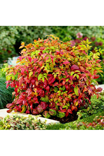 Нандіна домашня Файр Пауер використання